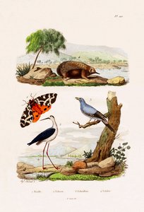 Havetiger, 1833-39 af French School